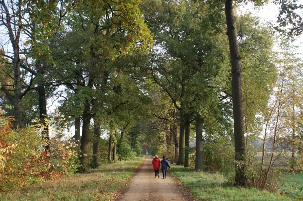 wuustwezel hofakker bos weg